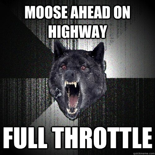 Moose ahead on highway full throttle  Insanity Wolf