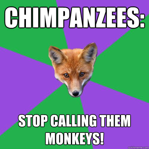 Chimpanzees: stop calling them monkeys!  Anthropology Major Fox