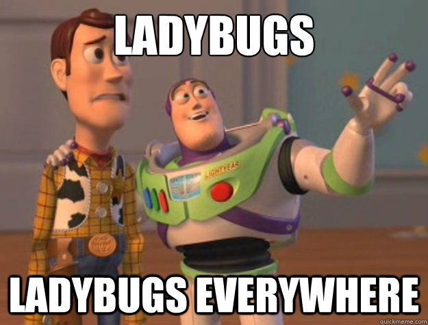 ladybugs ladybugs everywhere  Buzz Lightyear