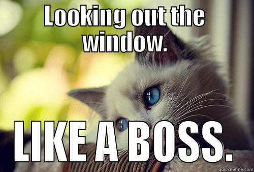 looking out the window - LOOKING OUT THE WINDOW. LIKE A BOSS. First World Problems Cat