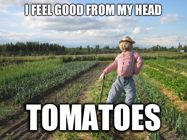 I feel good from my head tomatoes  Scarecrow