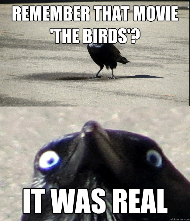 Remember that movie 'the birds'? it was real  Insanity Crow