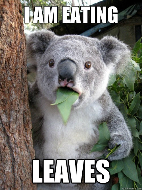 i am eating leaves  koala bear