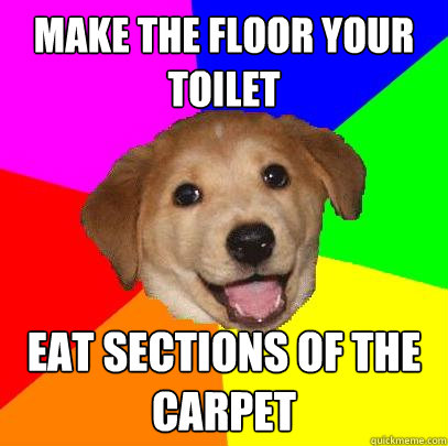 Make the floor your toilet eat sections of the carpet  Advice Dog