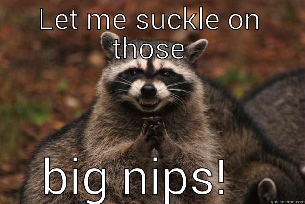 Bitch! Don't hate me because I'm beautiful - LET ME SUCKLE ON THOSE BIG NIPS!   Evil Plotting Raccoon