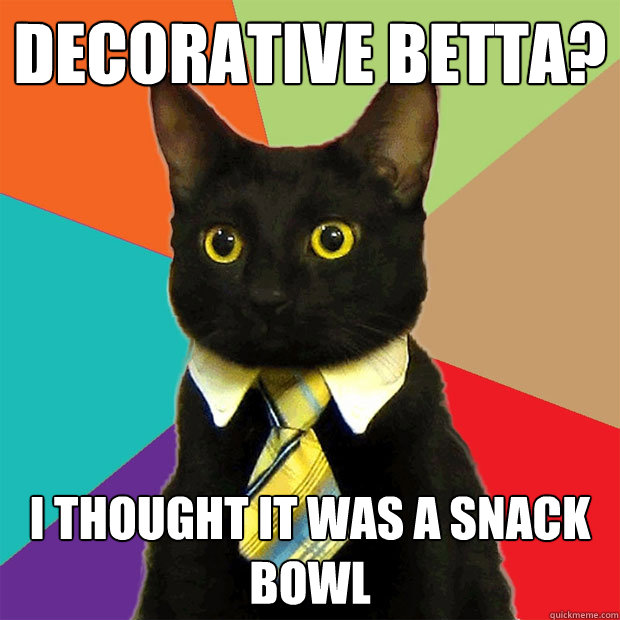 decorative betta? i thought it was a snack bowl  Business Cat