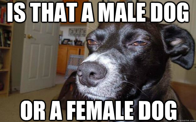 Is that a male dog or a female dog  Skeptical Mutt