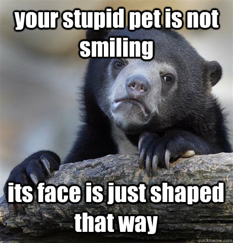 your stupid pet is not smiling its face is just shaped that way  Confession Bear