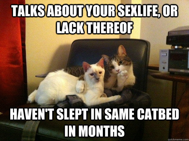 Talks about your sexlife, or lack thereof haven't slept in same catbed in months - Talks about your sexlife, or lack thereof haven't slept in same catbed in months  Judgmental Cat Couple