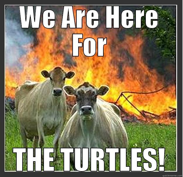 EVIL COWS - WE ARE HERE FOR THE TURTLES! Evil cows