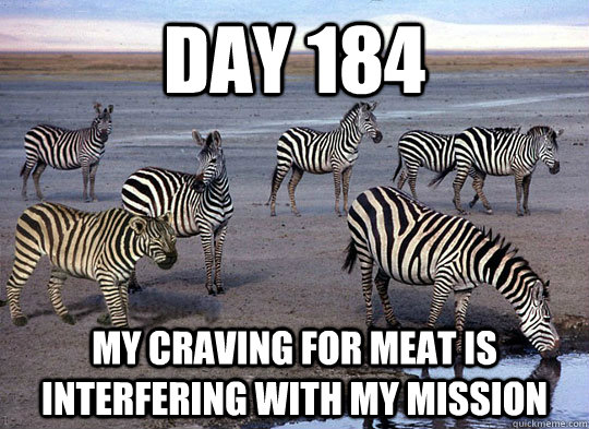 Day 184 My craving for meat is interfering with my mission - Day 184 My craving for meat is interfering with my mission  Zebra Lion