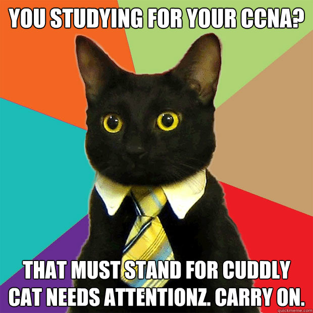 You studying for your ccna? that must stand for cuddly cat needs attentionz. carry on.  Business Cat