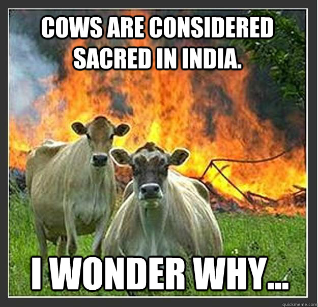 Cows are considered sacred in India. I wonder why...  Evil cows