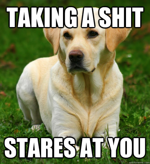 Taking a shit Stares at you  Dog Logic