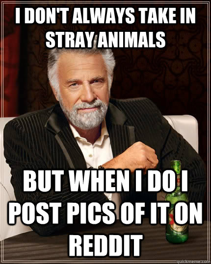 i don't always take in stray animals but when i do i post pics of it on reddit  The Most Interesting Man In The World