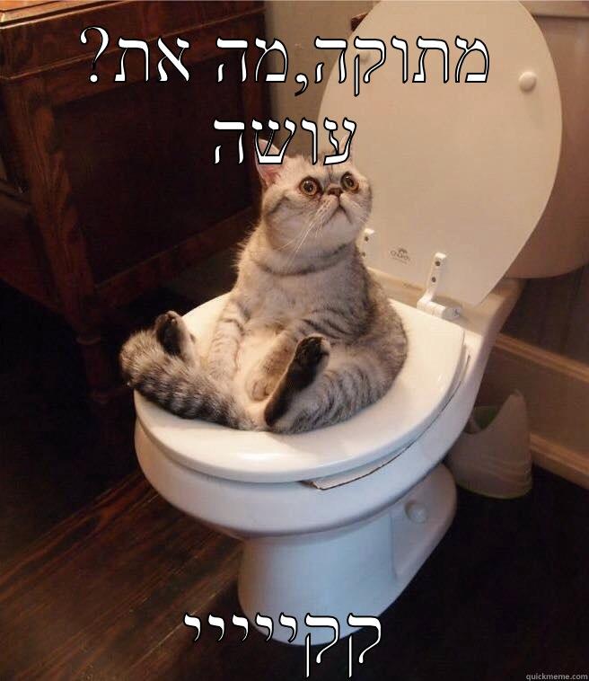 ?מתוקה,מה את עושה קקייייי Misc