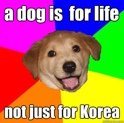 a dog is  for life not just for Korea  Advice Dog