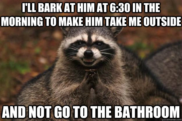 I'll bark at him at 6:30 in the morning to make him take me outside and not go to the bathroom  Evil Plotting Raccoon