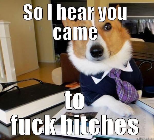 SO I HEAR YOU CAME TO FUCK BITCHES Lawyer Dog