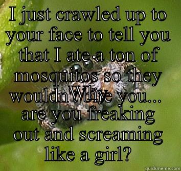 I JUST CRAWLED UP TO YOUR FACE TO TELL YOU THAT I ATE A TON OF MOSQUITOS SO THEY WOULDN'T BITE YOU...  WHY ARE YOU FREAKING OUT AND SCREAMING LIKE A GIRL? Misunderstood Spider