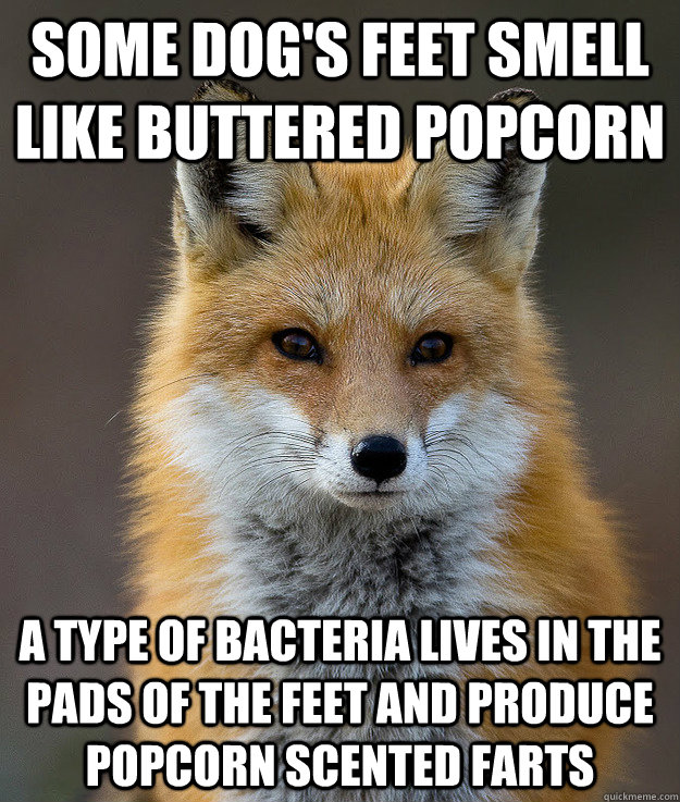 Some dog's feet smell like buttered popcorn a type of bacteria lives in the pads of the feet and produce popcorn scented farts  Fun Fact Fox