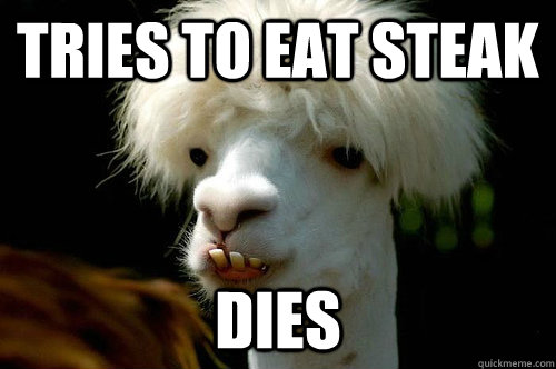 tries to eat steak dies - tries to eat steak dies  Stupid llama