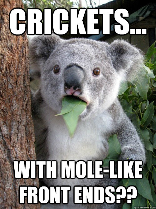 Crickets... with mole-like front ends?? - Crickets... with mole-like front ends??  koala bear