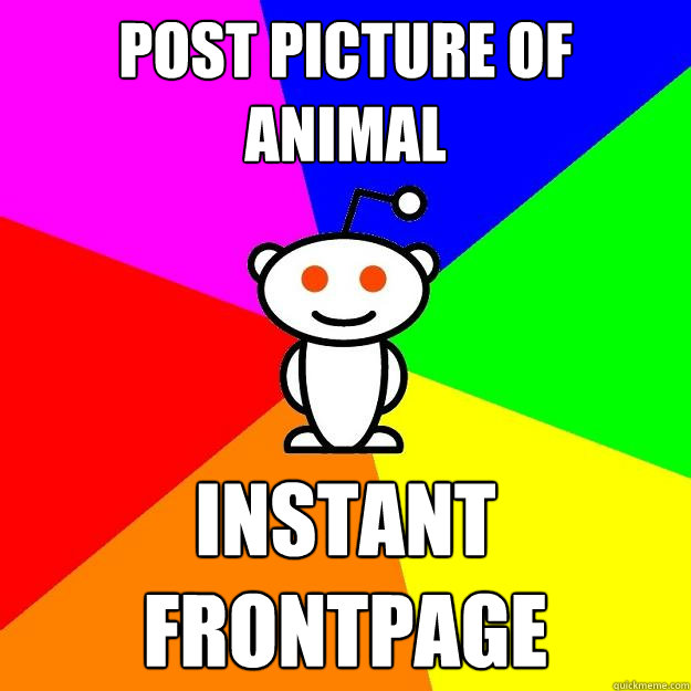 Post picture of animal instant frontpage  Reddit Alien