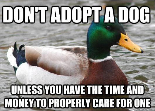 Don't adopt a dog  unless you have the time and money to properly care for one  Actual Advice Mallard