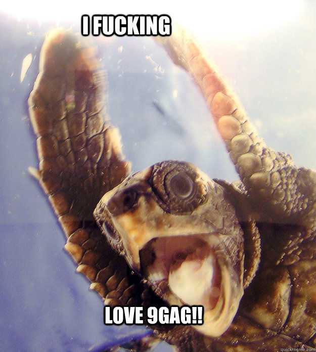 I FUCKING LOVE 9GAG!!  excited turtle