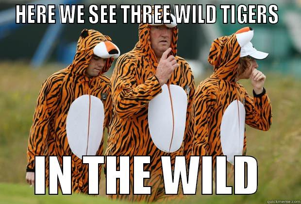 in the wild - HERE WE SEE THREE WILD TIGERS  IN THE WILD Misc