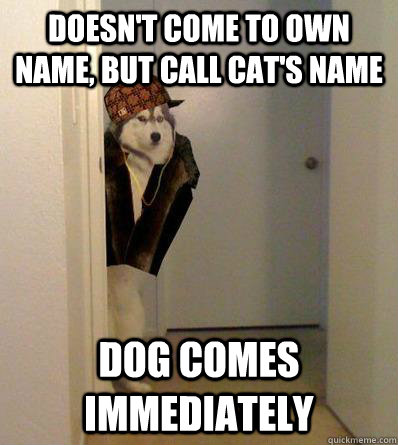 DOESN'T COME TO OWN NAME, BUT CALL CAT'S NAME DOG COMES IMMEDIATELY   Scumbag dog