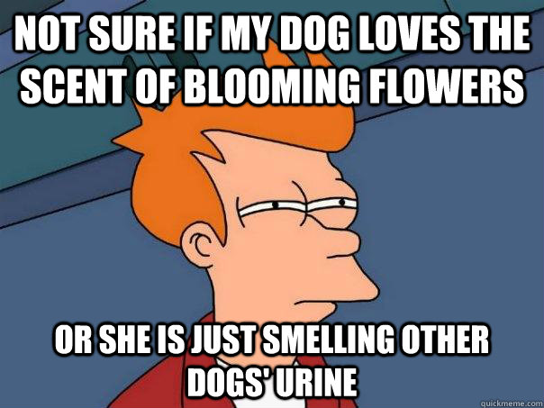 Not sure if my dog loves the scent of blooming flowers Or she is just smelling other dogs' urine  Futurama Fry