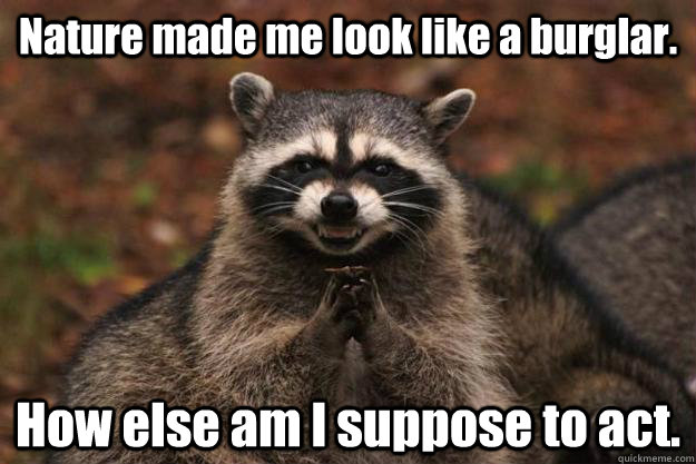 Nature made me look like a burglar. How else am I suppose to act.  - Nature made me look like a burglar. How else am I suppose to act.   Evil Plotting Raccoon