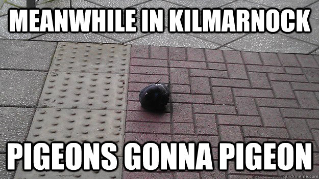 Meanwhile in kilmarnock Pigeons gonna pigeon  Pigeons