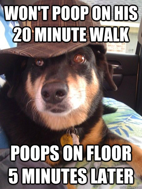 Scumbag Dog Memes Quickmeme