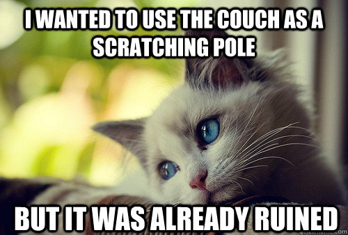 i wanted to use the couch as a scratching pole but it was already ruined  First World Problems Cat