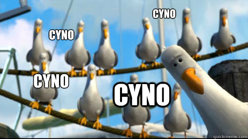 cyno cyno cyno cyno  Nemo Birds