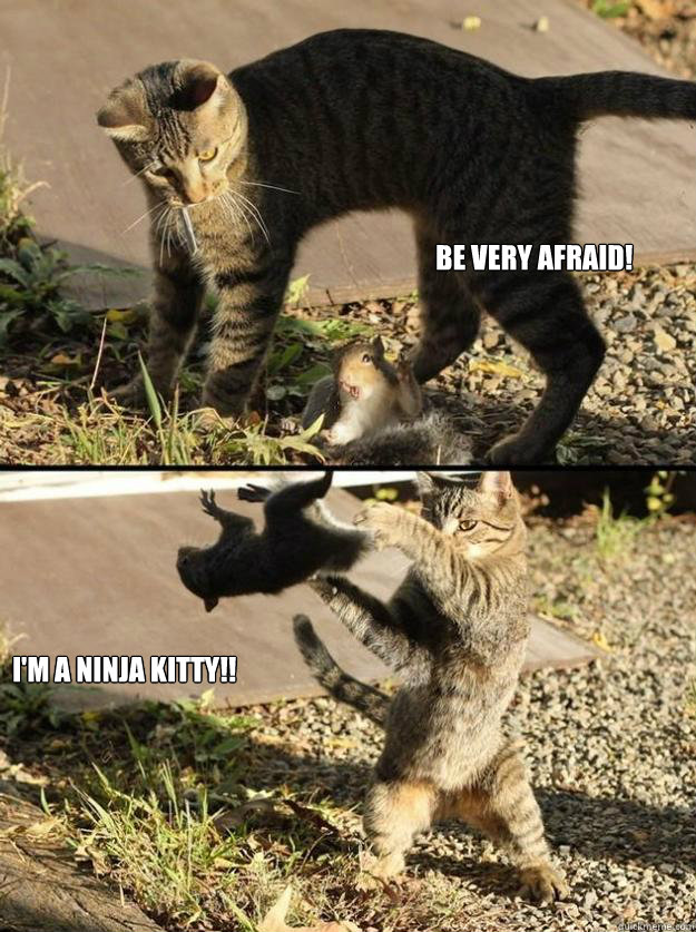 Be very afraid! I'm a ninja Kitty!!  Annoying Squirrel