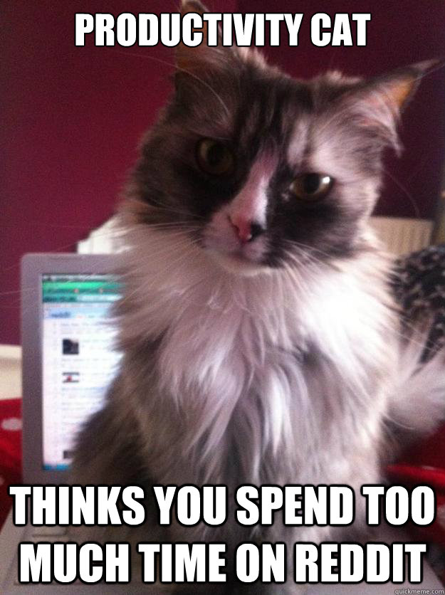 Productivity Cat thinks you spend too much time on Reddit  Productivity Cat