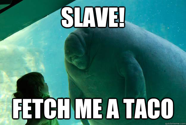 slave! fetch me a taco   Overlord Manatee