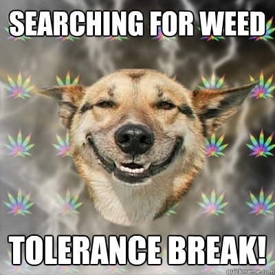 searching for weed Tolerance Break!  Stoner Dog