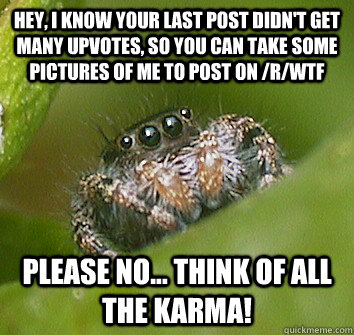 Hey, I know your last post didn't get many upvotes, so you can take some pictures of me to post on /r/WTF please no... think of all the karma!  Misunderstood Spider