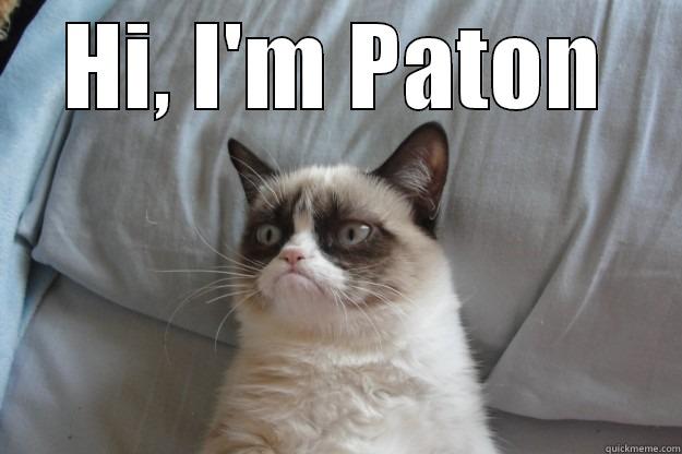 How Paton is feeling today. - HI, I'M PATON  Grumpy Cat