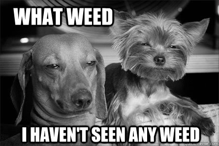 What Weed I haven't seen any weed  - What Weed I haven't seen any weed   what weed