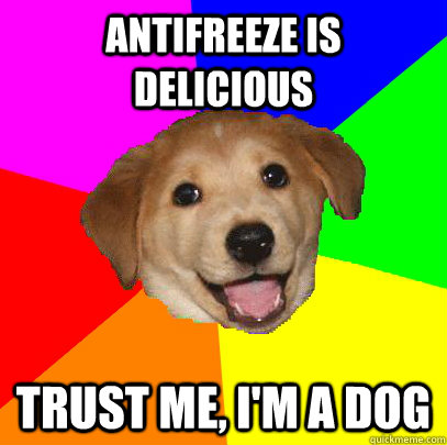 Antifreeze is delicious trust me, I'm a dog  Advice Dog