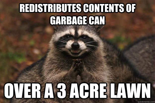 Redistributes contents of garbage can over a 3 acre lawn  Evil Plotting Raccoon