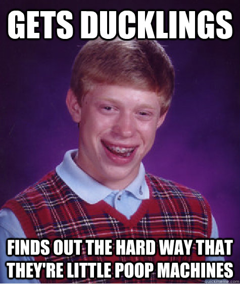 gets ducklings finds out the hard way that they're little poop machines  Bad Luck Brian