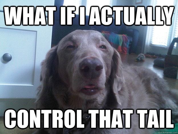 What if i actually control that tail  10 Dog