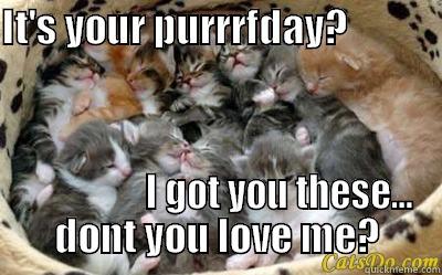 Kitten Birthday - IT'S YOUR PURRRFDAY?                                   I GOT YOU THESE... DONT YOU LOVE ME? Misc